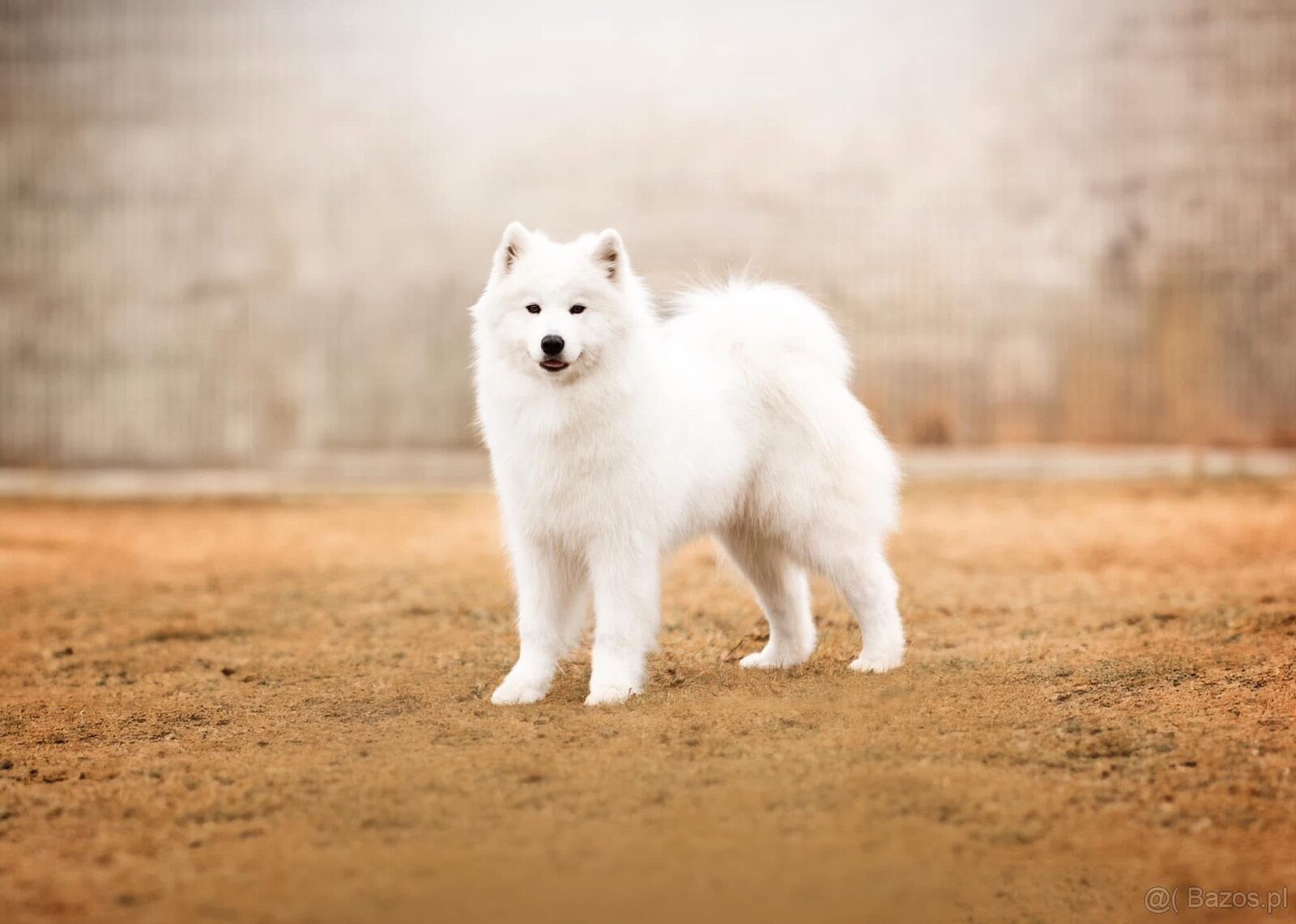 Samojed z FCI/PP – urodzone szczenięta z wyjątkowego skojarz - 15