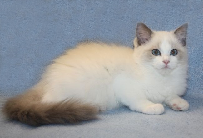 RAGDOLL koťátka: - 15