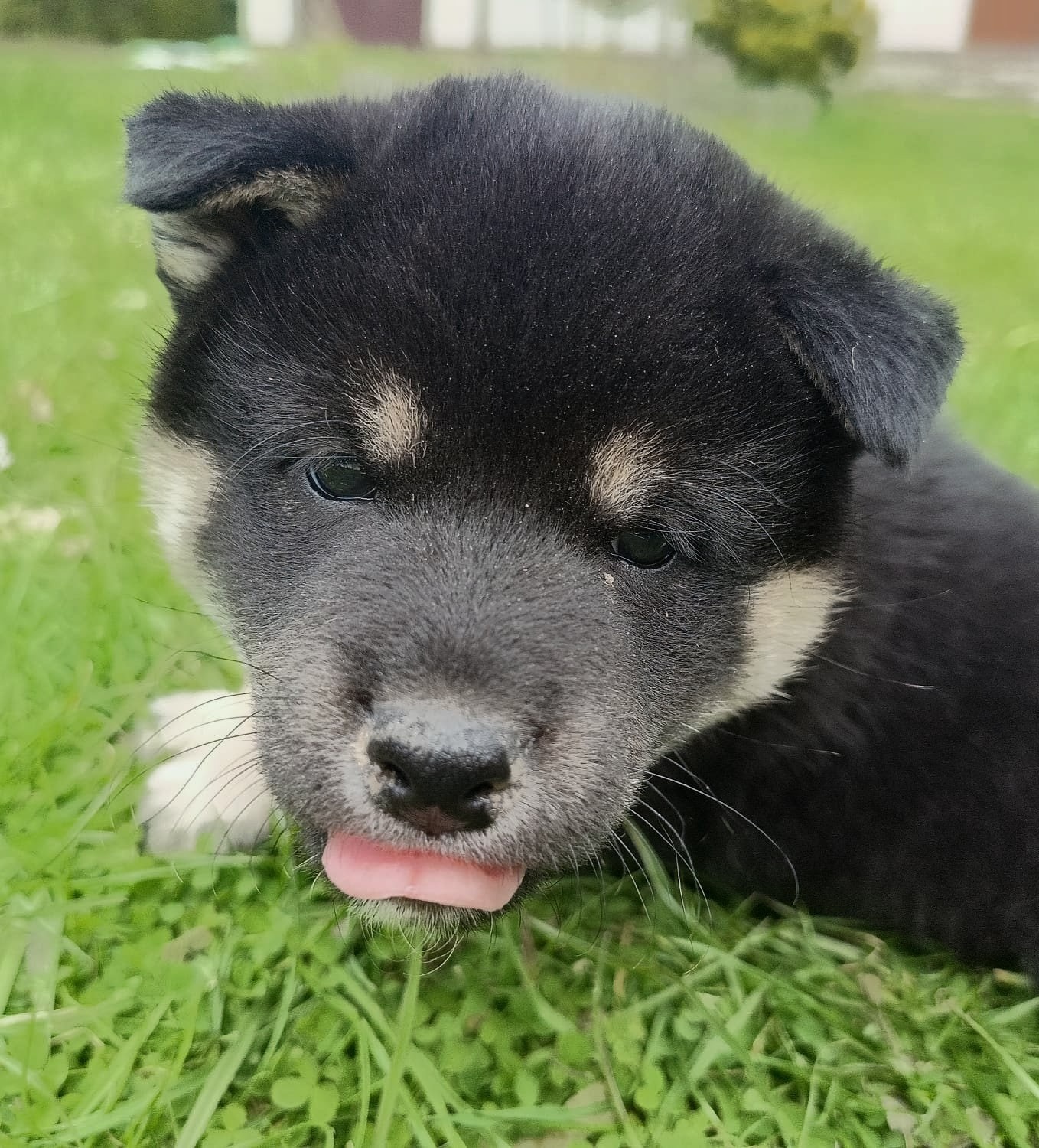 Shiba Inu + Nowy miot + Rezerwacja szczeniąt - 15