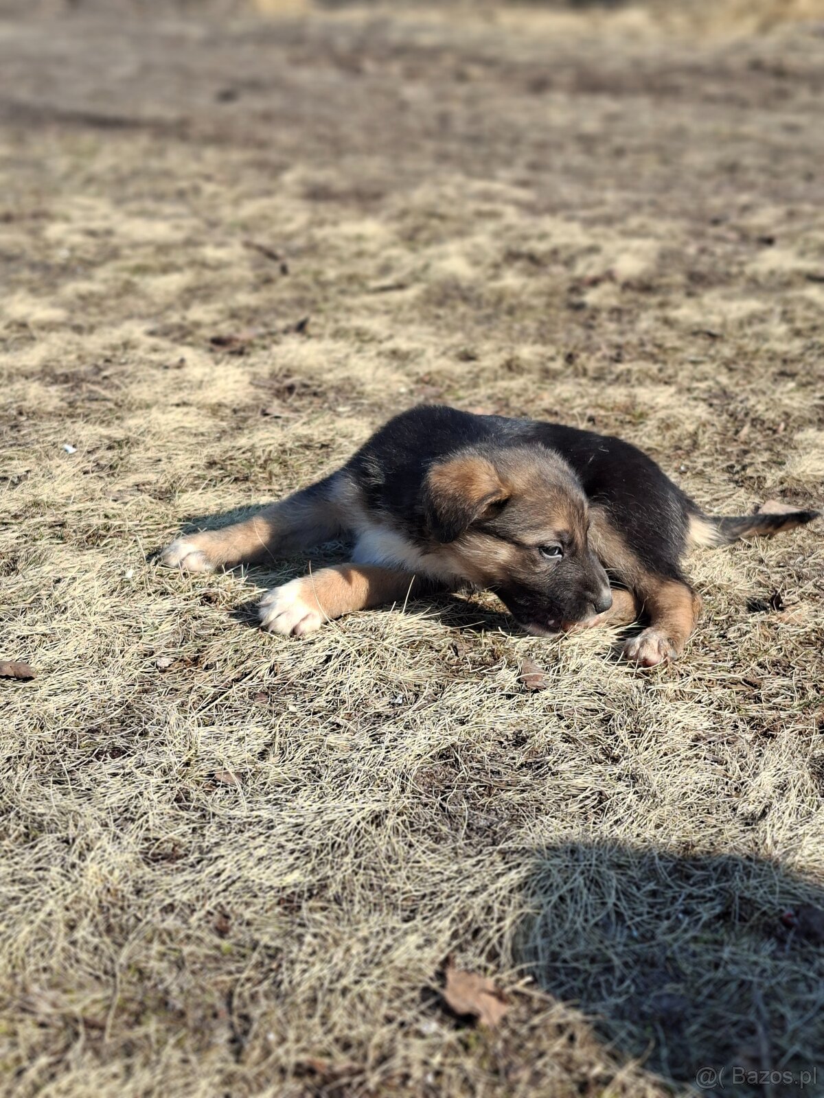 Oddam szczeniaczki za darmo - 15