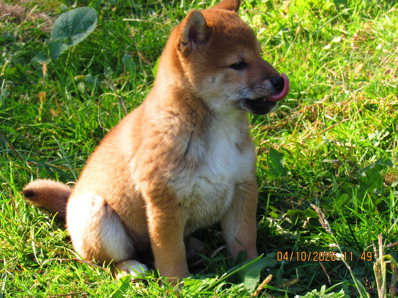 Dwoje szczeniąt Shiba Inu ur.07.08.2026r. - 15