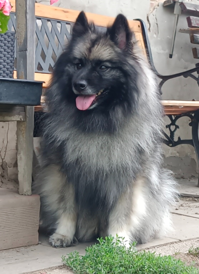 Wilczy szpic / Keeshond polecam rodowodowe szczenieta - 15