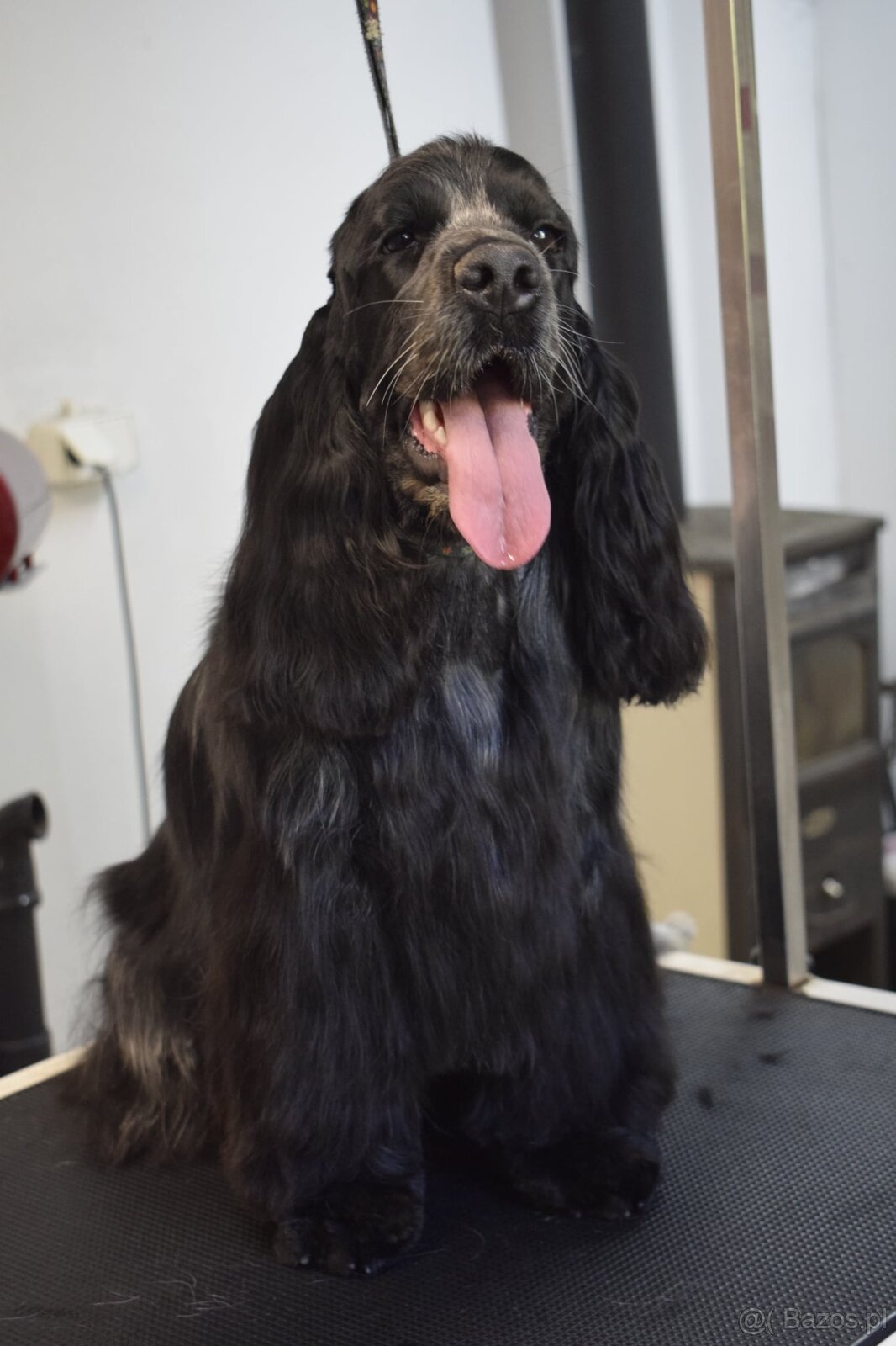 Cocker spaniel angielski - 15