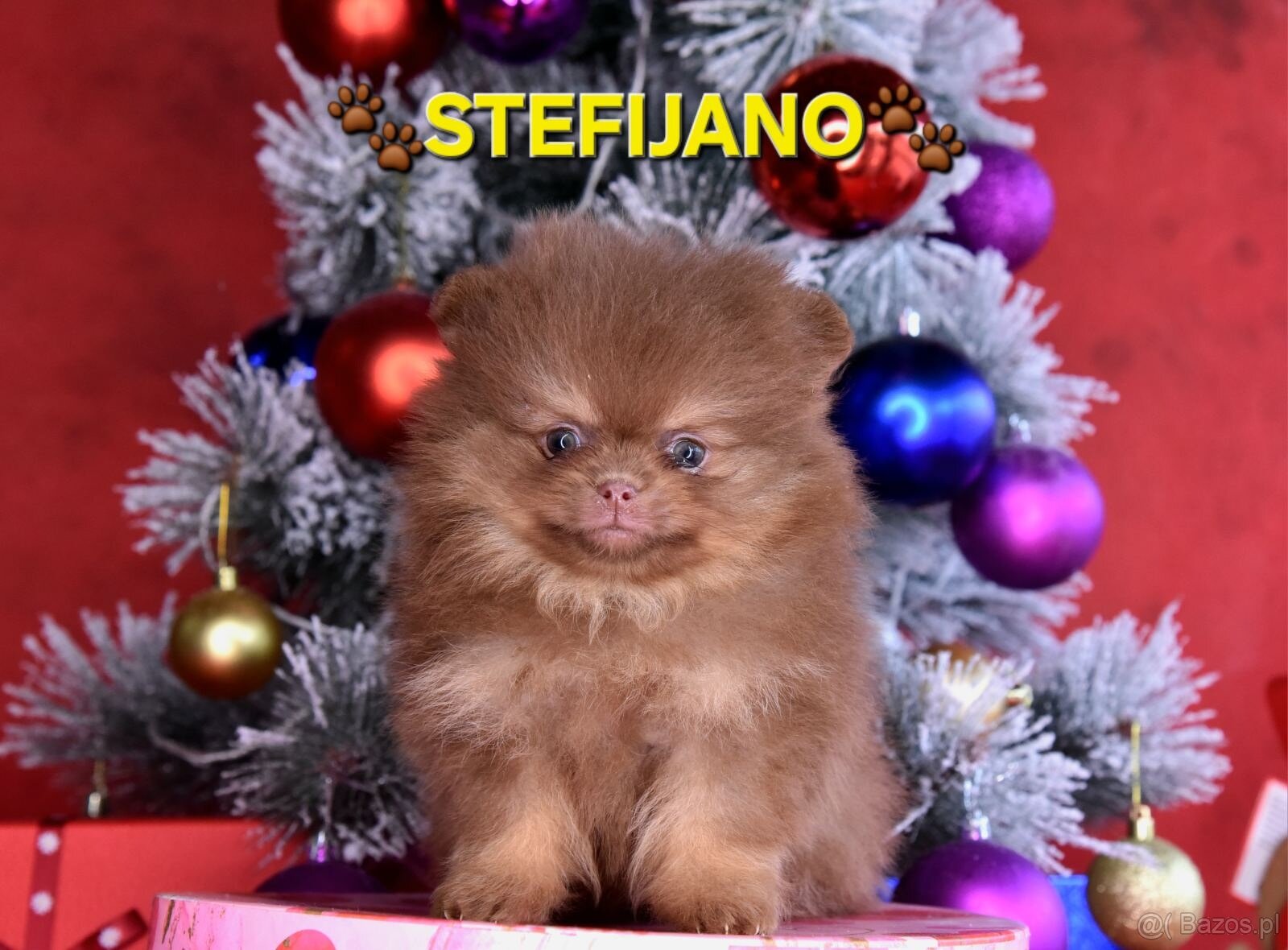 Pomeranian Boo – Szczenięta w kolorze CHOCOLATE & TAN | NOWO - 15