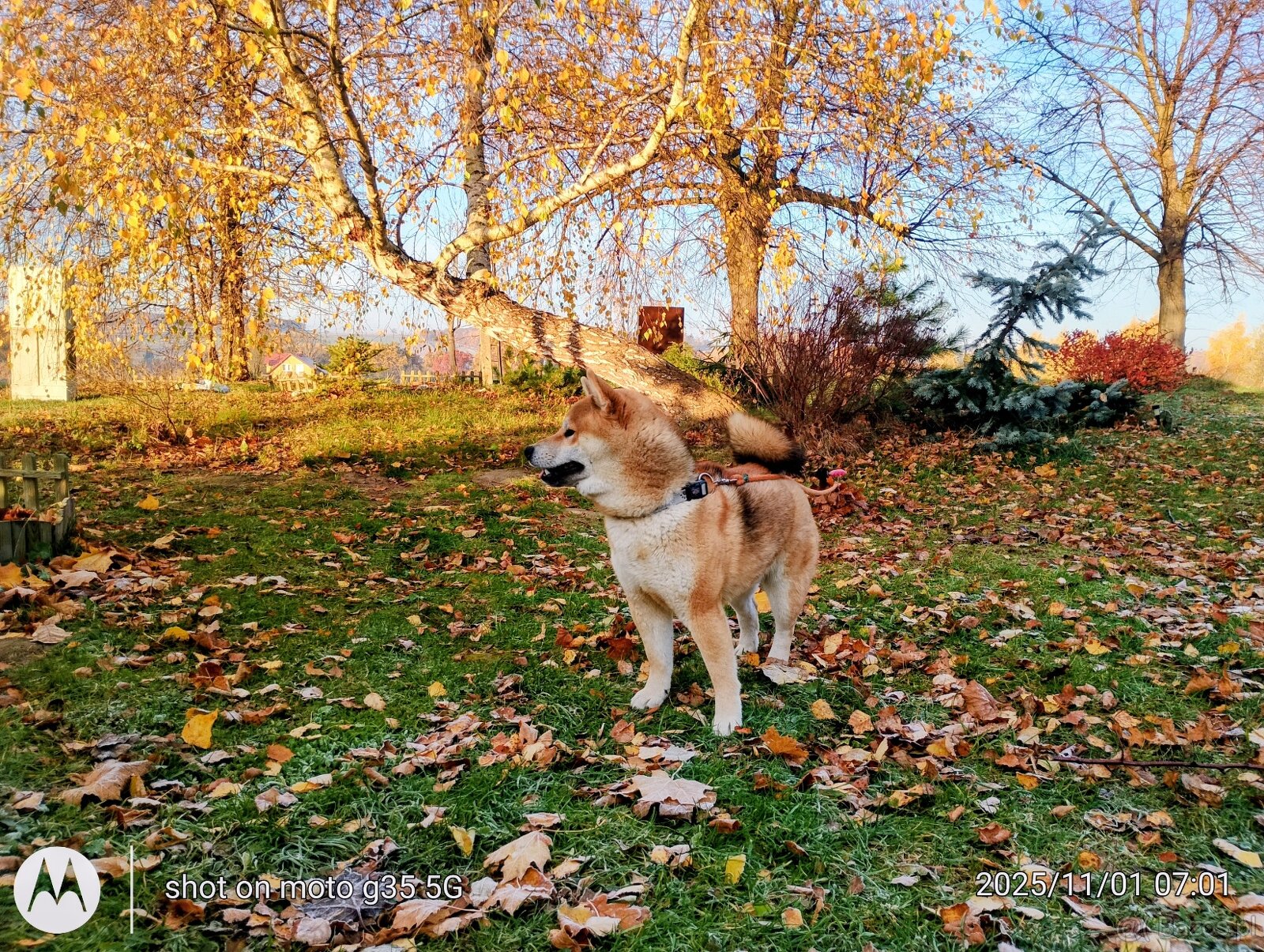 Shiba Inu - najstarszy w miocie czerwony piesek - 15