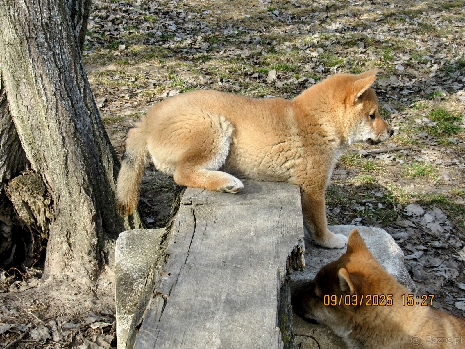 Shiba Inu czerwona, mała suczka o wielkim serduszku - 15