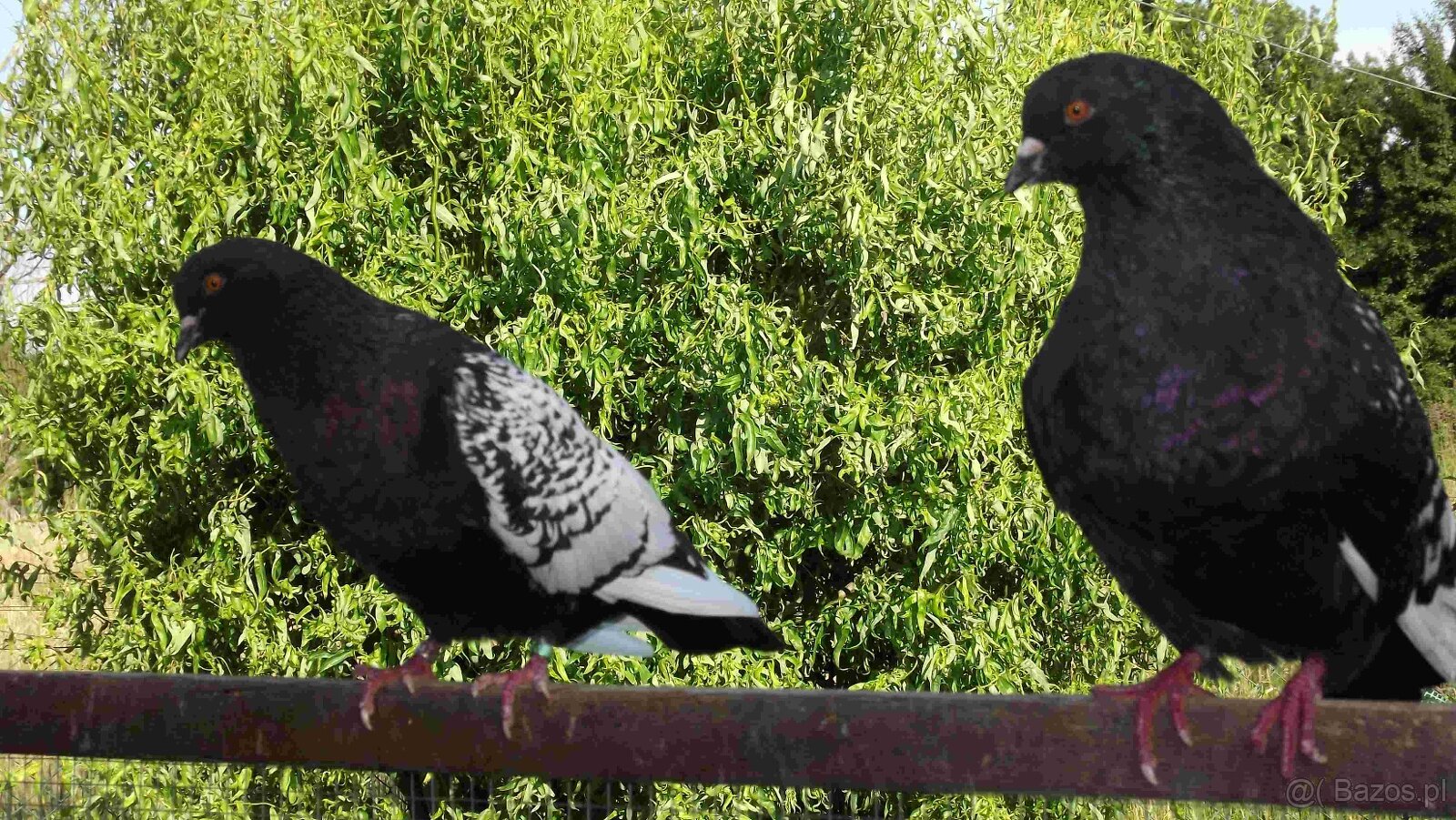 sprzedam gołębie - 15