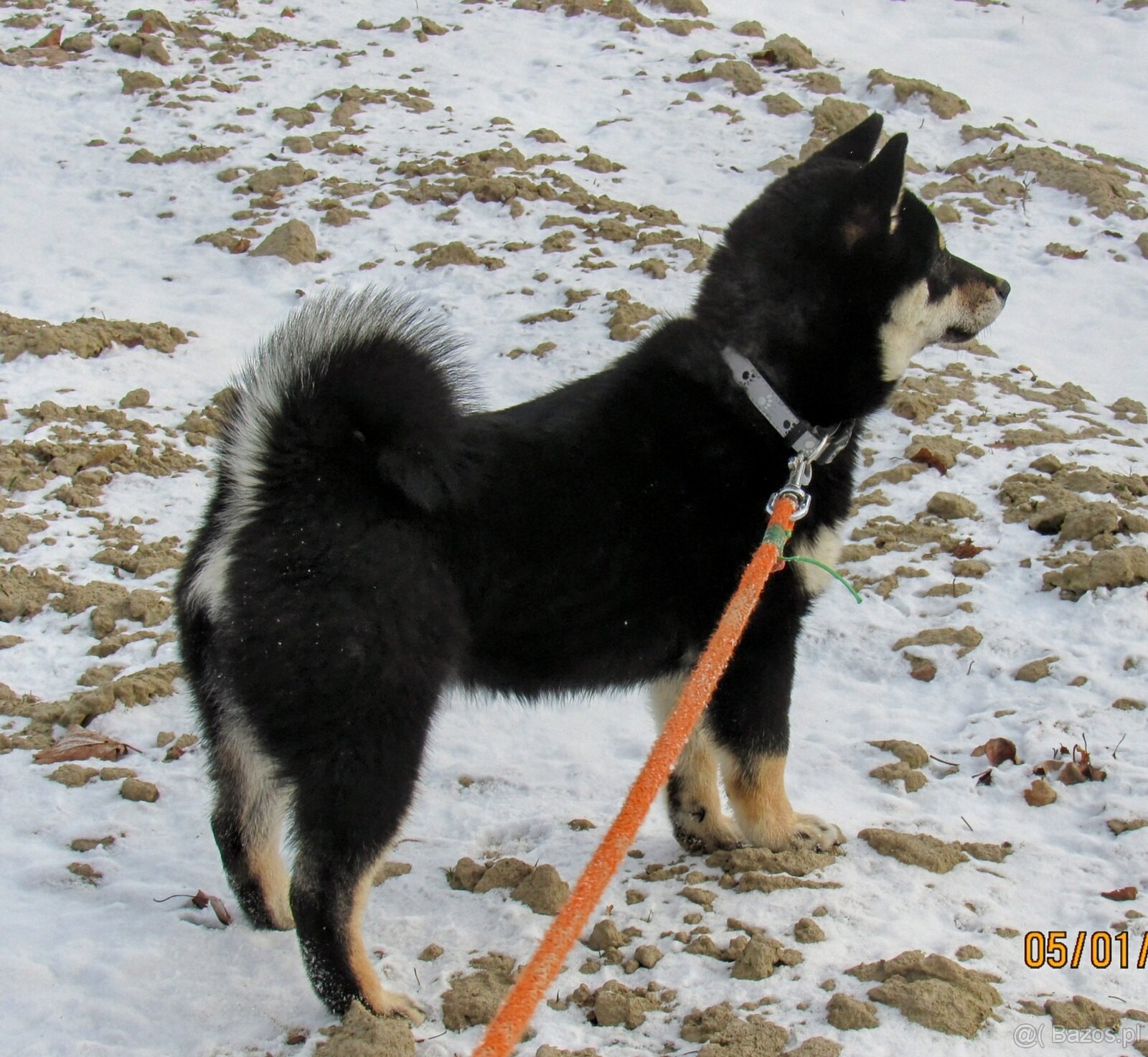 Shiba Inu, roczna suczka, czarna-podpalana - 15