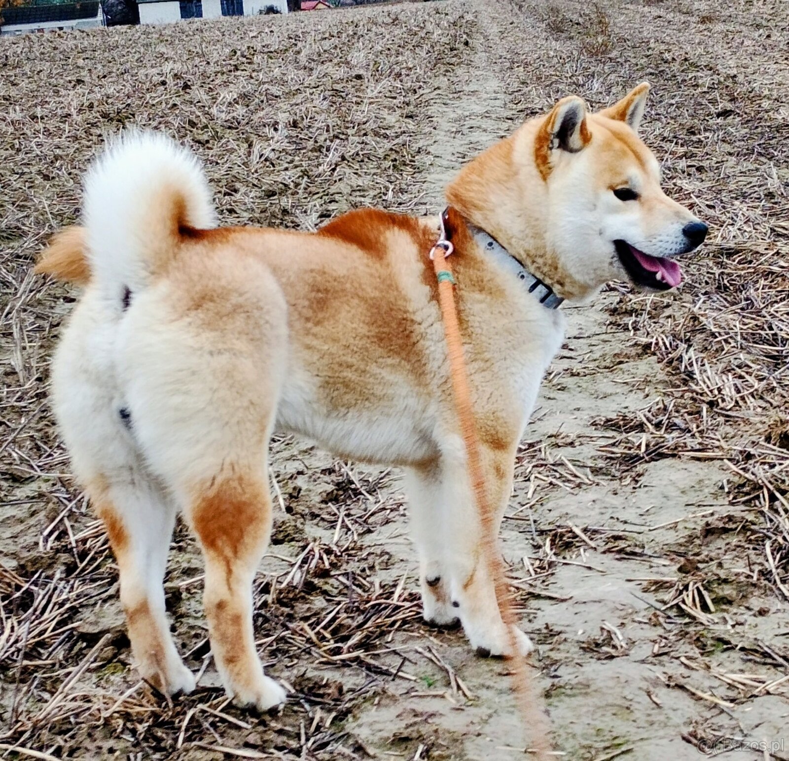 Shiba Inu czerwony sympatyczny piesek - 15