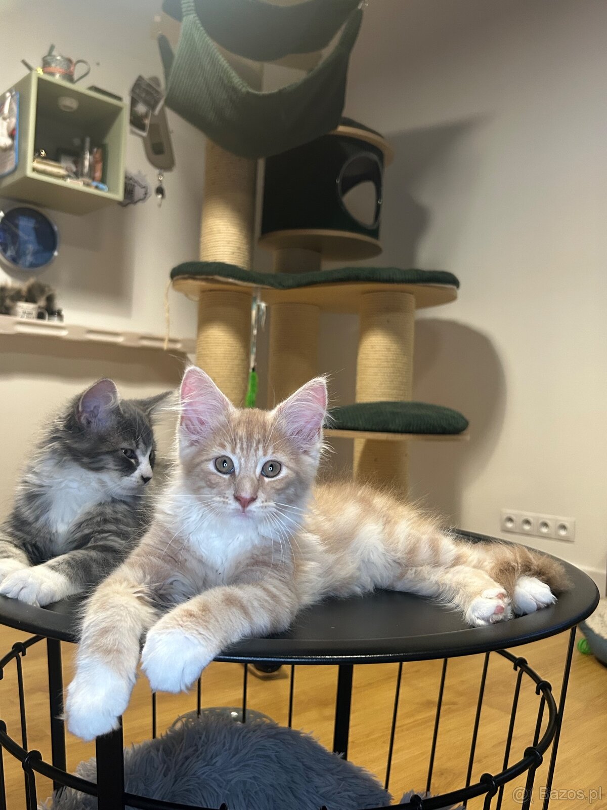 Maine Coon - 15