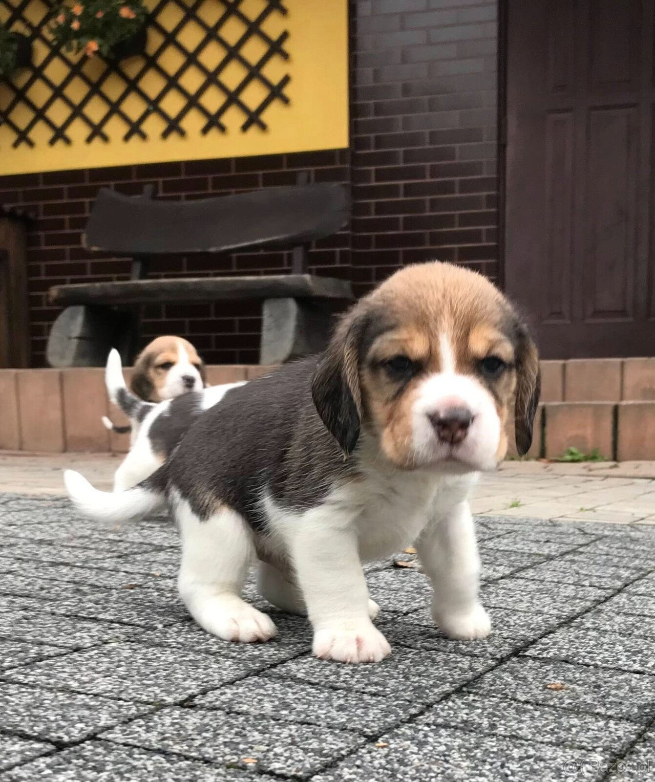 Beagle / Bigle - szczenięta rodowodowe ZKwP / FCI po Champio - 15