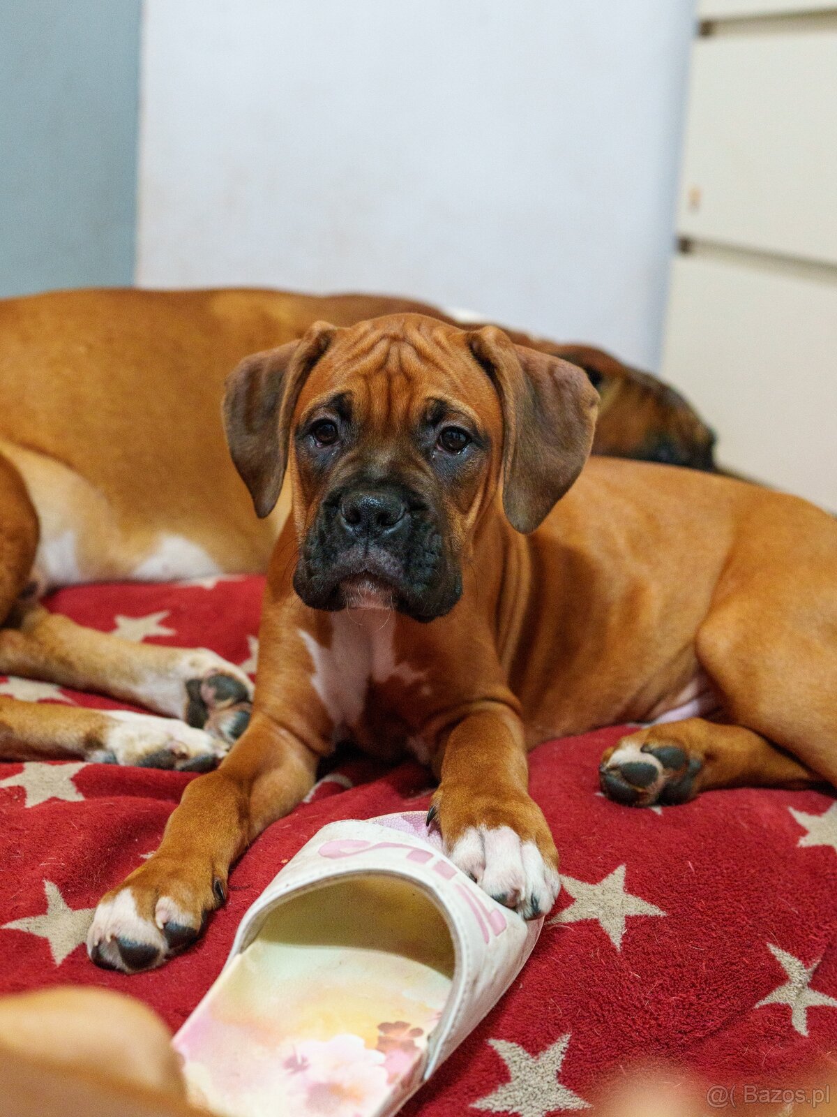 Bokser szczeniaki - 15