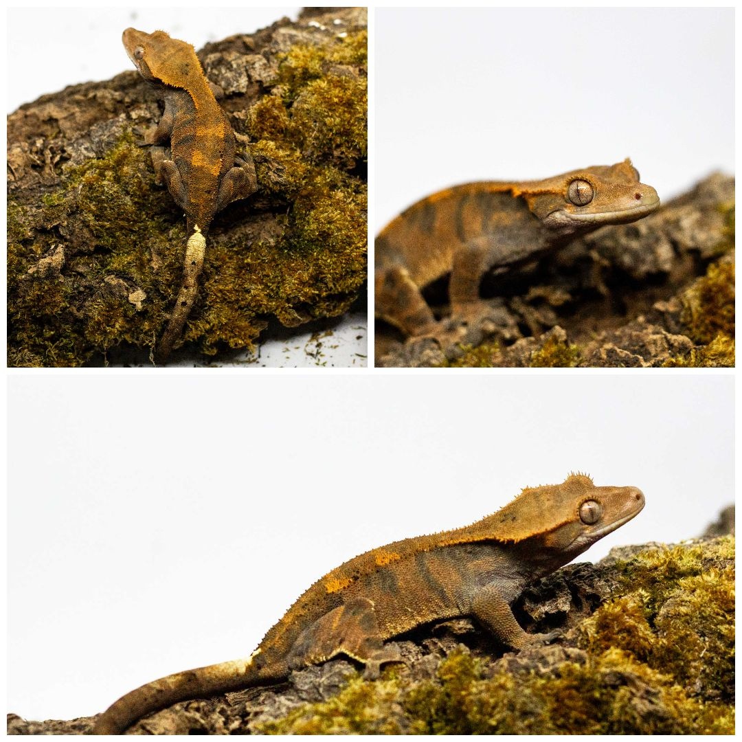 Gekony orzęsione (ciliatus) + akcesoria GeckoSVK - 15