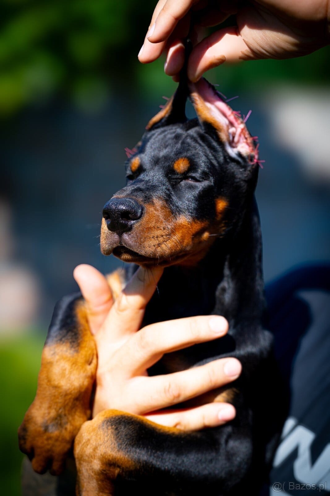 KUPIOWANE SZCZENIĘTA DOBERMANA Z RODOWODEM FCI - 15