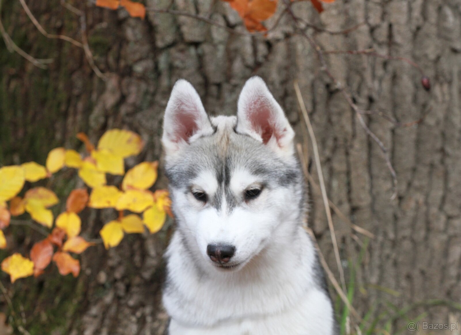 Siberian Husky ZKwP - 15