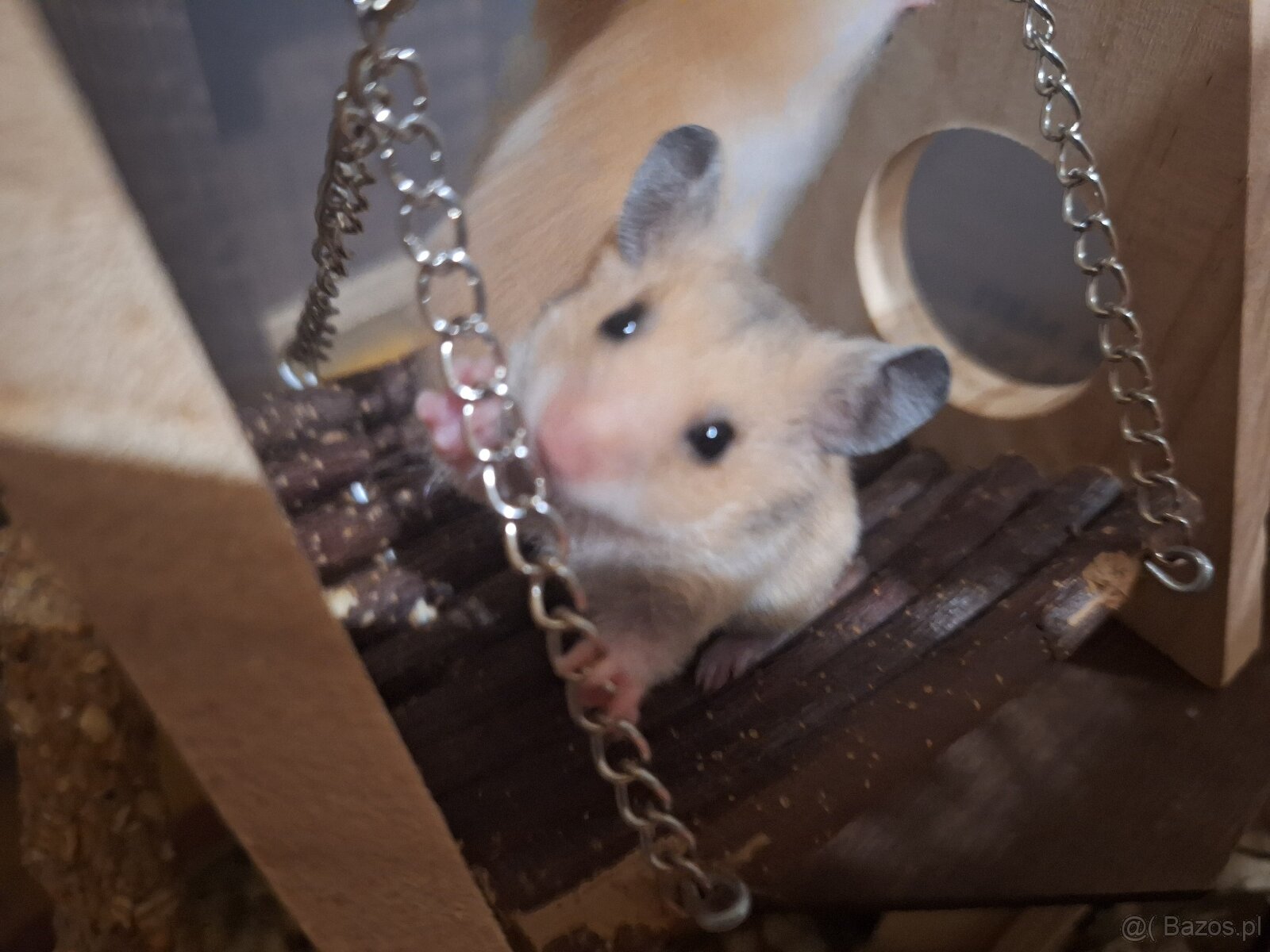 Chomiki Syryjskie 4 tygodniowe - 15