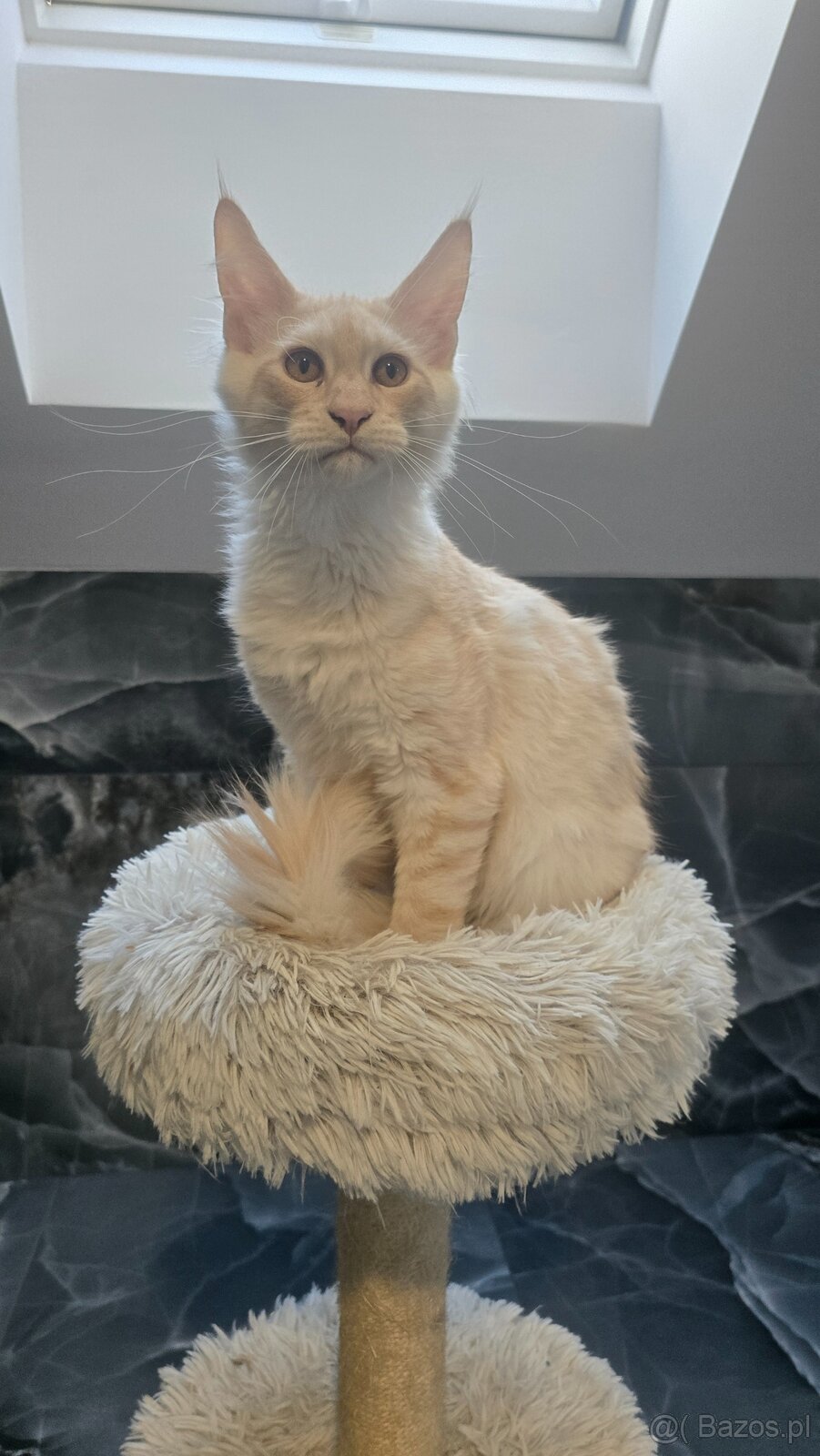Maine coon - 15
