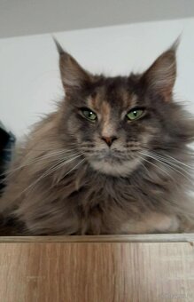 Maine coon - 15