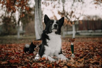 Szczenięta Karelski pies na niedźwiedzie z rodowodem FCI - 15