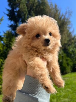 Piesek Pomapoo Maltipoo Miniaturka puchaty miś pies z rodowo - 15