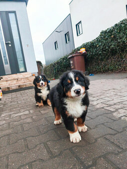 Szczenieta Berneński Pies Pasterski - 15