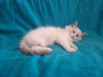 Rodowodowe kocięta Ragdoll - gotowe do zamieszkania - 15