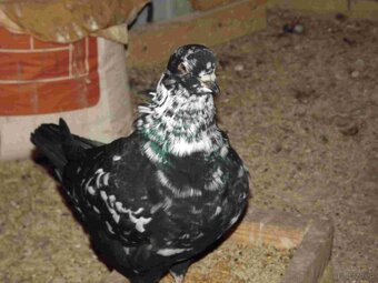 sprzedam gołębie - 15