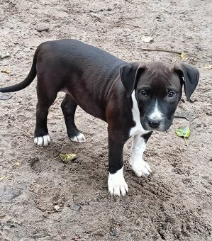 Masywne szczeniaki amstaff - 15