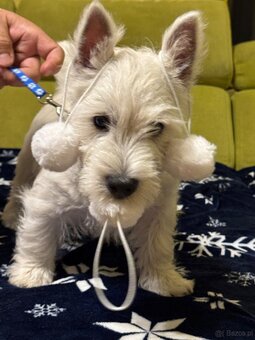 West Highland White terrier - 15