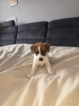 Szczeniaki Jack Russell terrier - 15