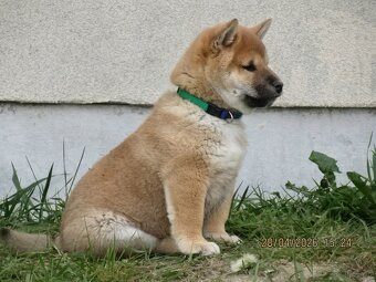 Shiba Inu + Nowy miot + Rezerwacja szczeniąt - 15