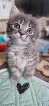 Kocięta bez ogonów Kurylski Bobtail - 15