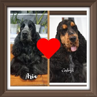 Zapowiedź miotu Cocker spaniel angielski - 15