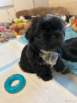 Shihtzu - 15