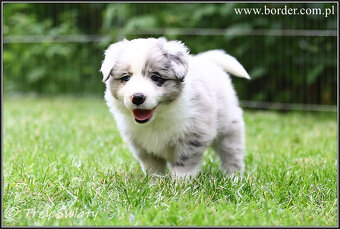 szczeniaki Border Collie psy suczki rodowód ZKwP FCI - 15