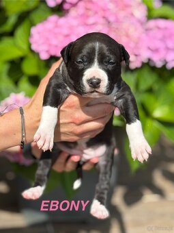 Amstaff - 15