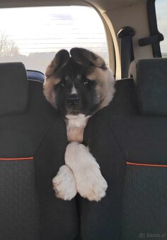 Akita - 15