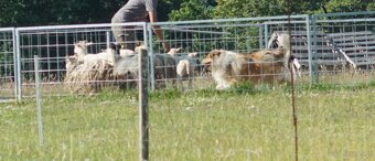 OWCZAREK SZKOCKI DŁUGOWŁOSY SUCZKA - 15