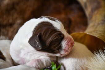English Pointer - 15