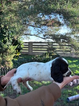 Cocker spaniel angielski - 15