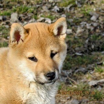 Shiba Inu czerwona, mała suczka o wielkim serduszku - 15