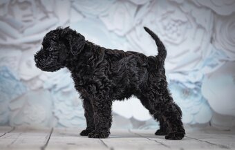 Szczeniak Kerry Blue Terrier - 15