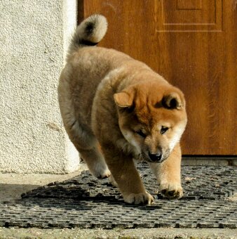 Shiba Inu, czerwony piesek mocno czernią przyprószony - 15