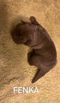 Szczeniaki Bandogi s rodokmenom VIP BANDOG KENNELS - 15