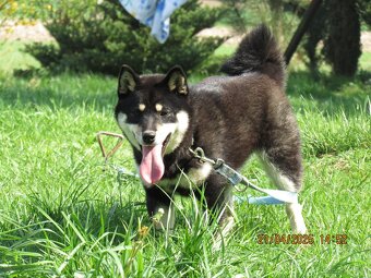 Shiba Inu, dwoje ośmiomiesięcznych szczeniąt - 15