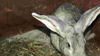 sprzedam króliki - 15