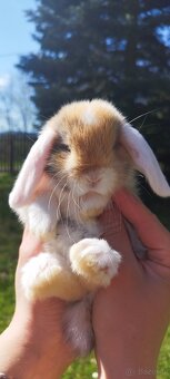 Królik miniaturowy mini lop seal point - 15