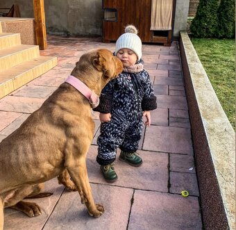 Bandog šteniatka - 15