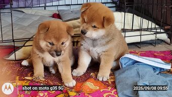Dwoje szczeniąt Shiba Inu ur.07.08.2026r. - 15