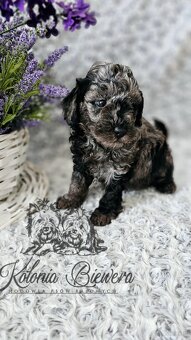 Pudel Toy/Miniaturowy Blue Merle adania Genetyczne Paszport - 15